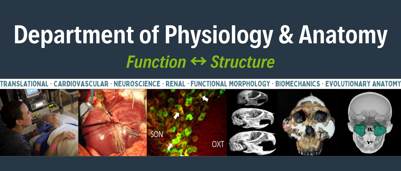 Physiology and Anatomy Header