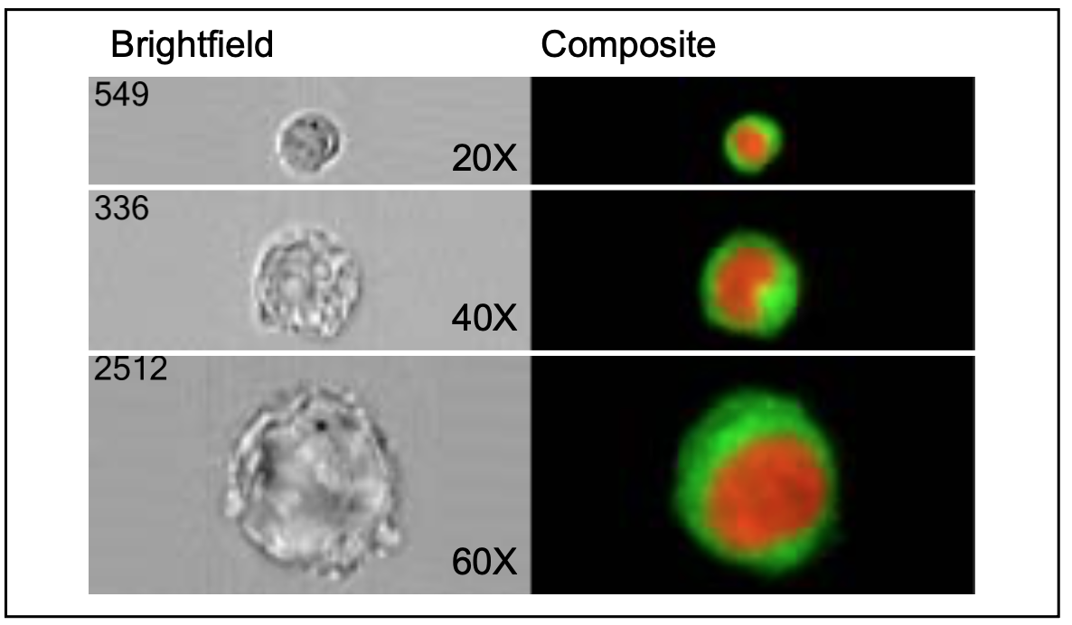 Scientific comparison image showing microscopic cells at three magnification levels. The left column displays grayscale brightfield microscope images of cells labeled 549, 336, and 2512 at 20×, 40×, and 60× magnification. The right column shows corresponding composite fluorescence images of the same cells on a black background, with the cell interior appearing red and the surrounding cell region highlighted in green. The images illustrate differences in cell size and fluorescence signal intensity at increasing magnification levels.