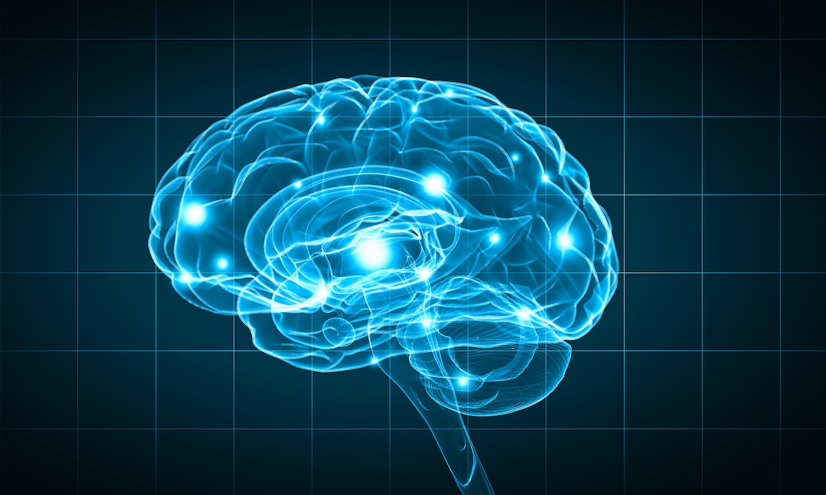 Rendering of a brain