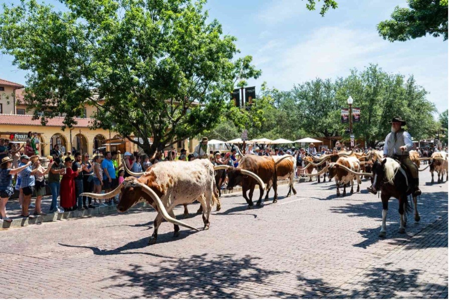 Longhorns walking through the Fort Worth stockyards